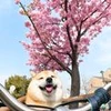くまちゃん