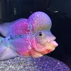 ゆえ