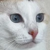 mi