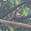 尻白バビロ