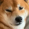 OTADAO