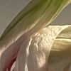 ほ