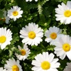 涼花