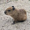 かお