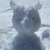 たぬき