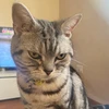 ミャーゴ