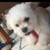 犬が出演してるかしてないか