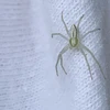 つやつや
