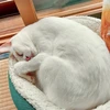 ぽり袋