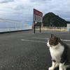 ちゃちゃ