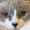 にゃ