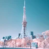 SAKU
