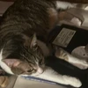 qronthecat