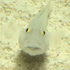 おんや