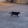 まりにゃ