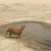 ゆらら