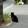 なまこ