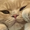 ぽてたの飼い主