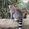 うなぎ