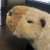 ちゃんぷ