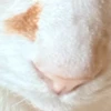 ネチコヤンノハナ
