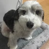 tsugu