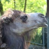 さぼてん