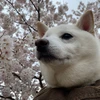 かすみがせき