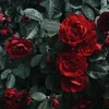 Ｒ