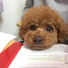 のろ
