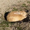 はかまん