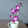 Ts