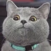 おにゃんこぽん