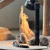 chipi_2317