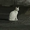 こた