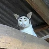 ごごご