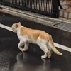 あおい