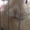 ノエルクロビー