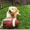 ラグビー犬