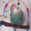 ぴーちゃん