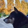 Ryo