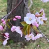 きさら