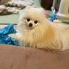 のり