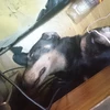 シンゴ
