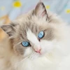 寝猫