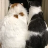 ごん