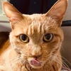 猫村くらげ