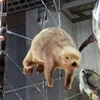 やまだ