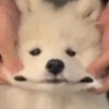 ゆ