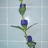 くま